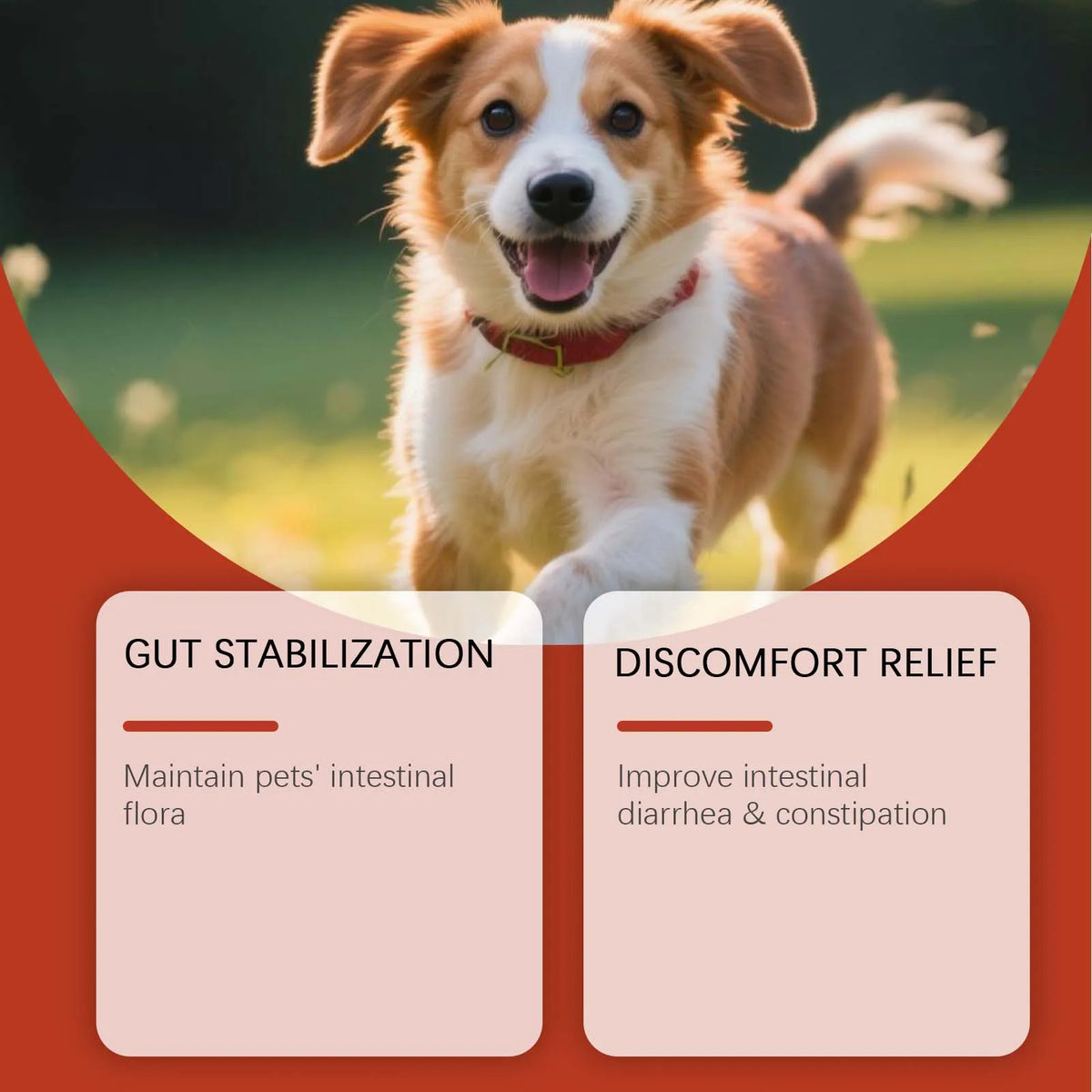 Pet Probiotic Supplement with Mild Safe Ingredients, Gently Nourishes Dogs for Physical Comfort, Daily Care Product for Canines