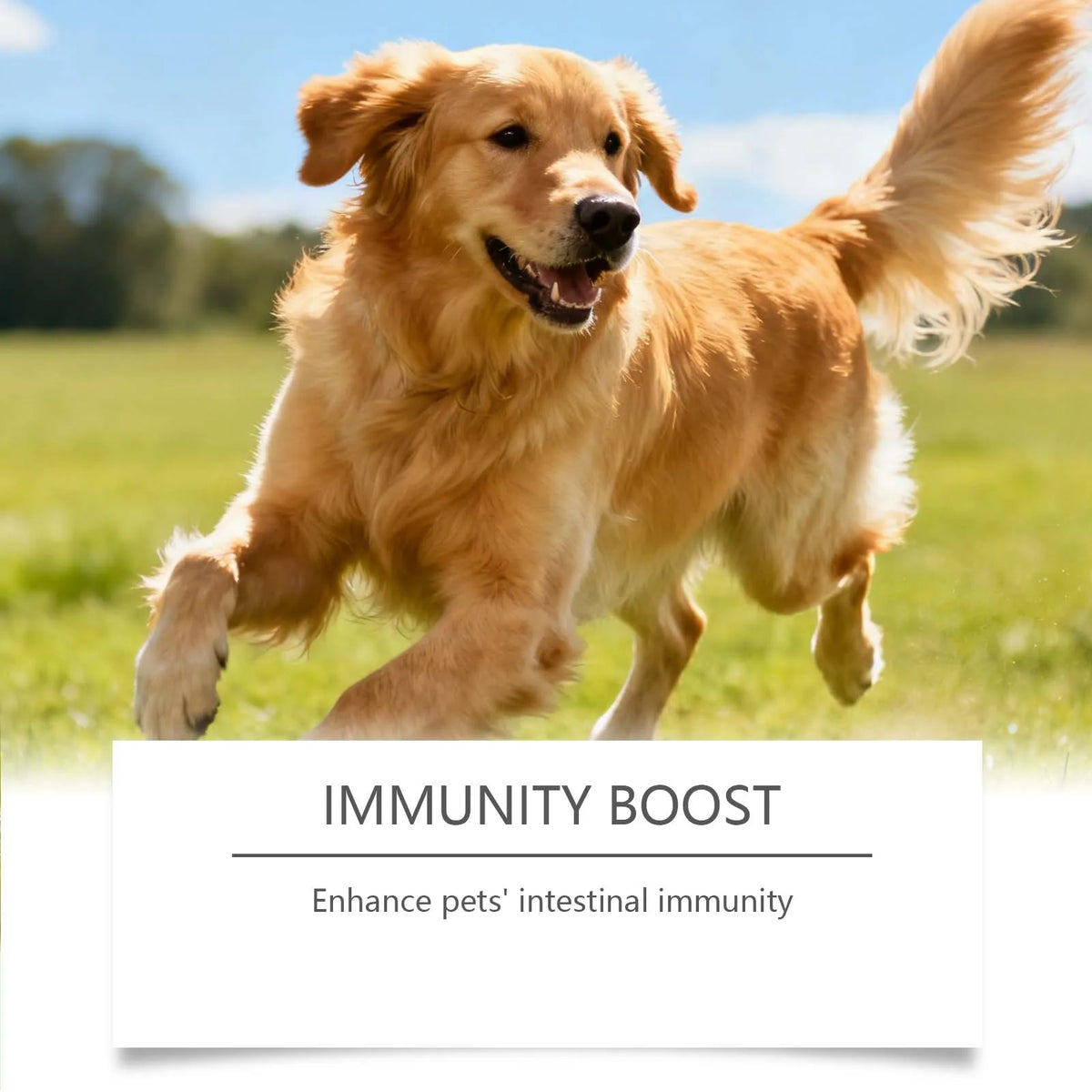 Dog Probiotic Powder Supplement Improve Appetite Promote Gastrointestinal Peristalsis Mild Pet Gut Health Support Particle 100g