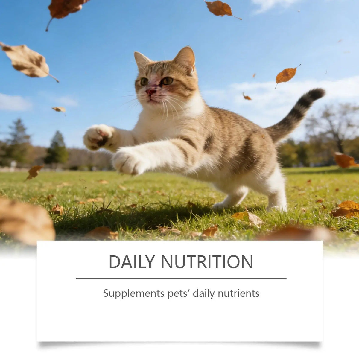 Pet Supplements 200g Daily Nutrition Cats Wet Or Dry Food Supplements for Small Medium Large Breeds Animals Home Travel Shelter